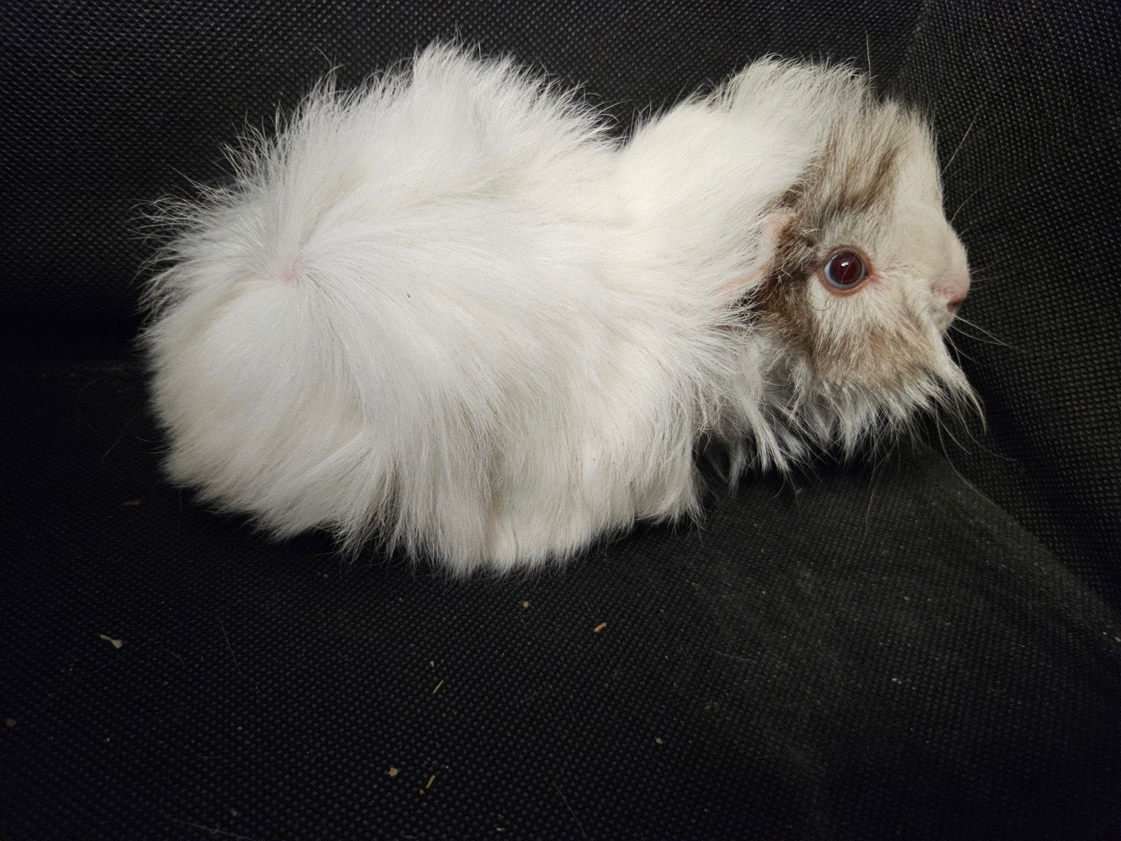 Snoezig cavia mannetje, Cavia, April, Mannelijk, Tam