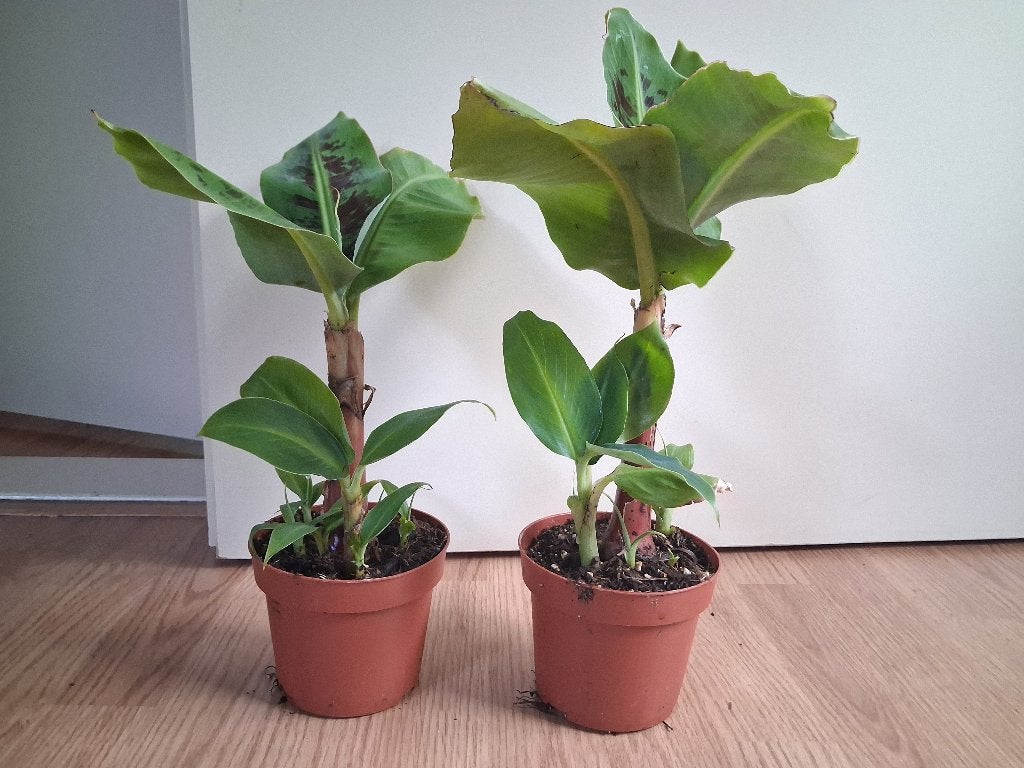 Musa Dwarf Cavendish - Bananenplant H: 35 - 40 cm., Ophalen, Overige soorten, Halfschaduw, Minder dan 100 cm
