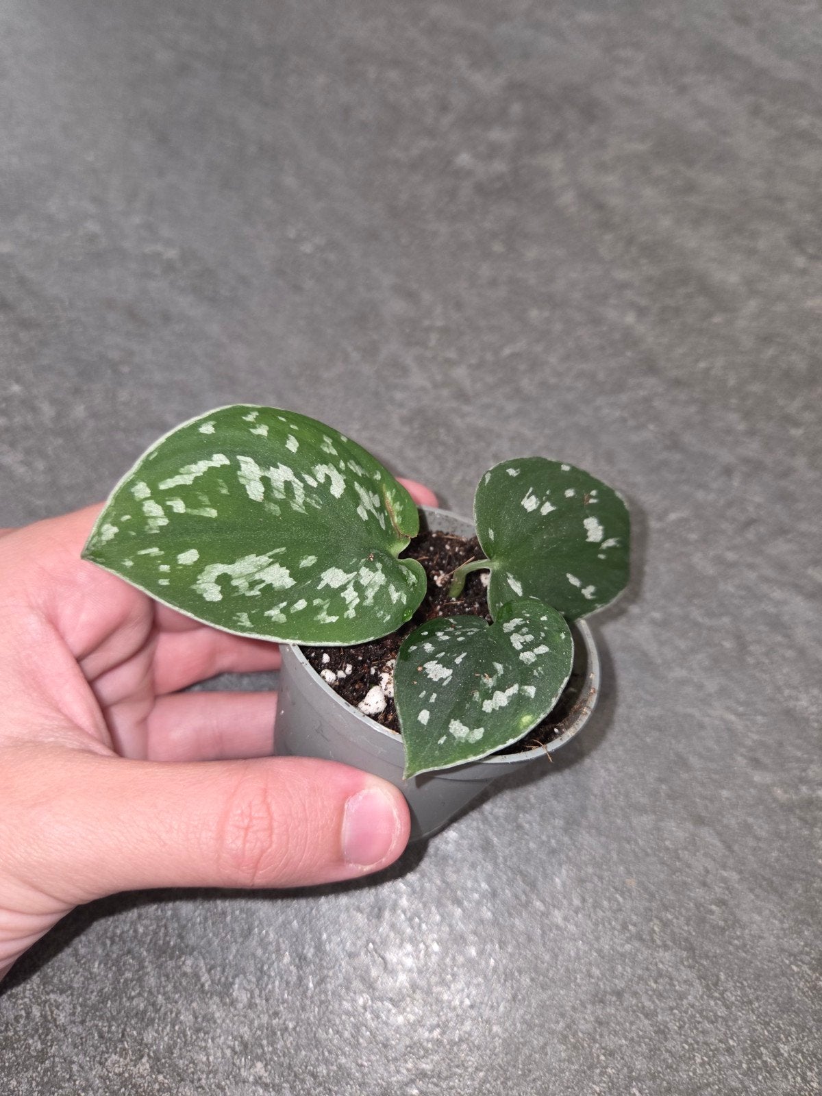 Scindapsus Pictus 'Argyraeus' stek 1, Overige soorten, In pot, Minder dan 100 cm, Groene kamerplant