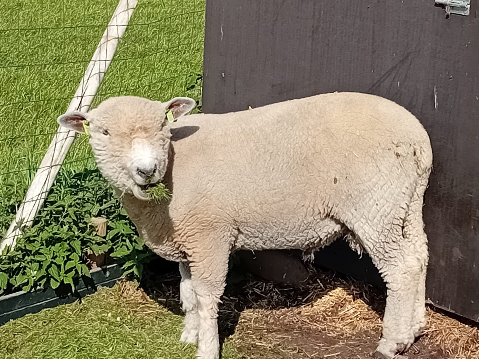 Ryeland ram, Mannelijk, Schaap, 0 tot 2 jaar