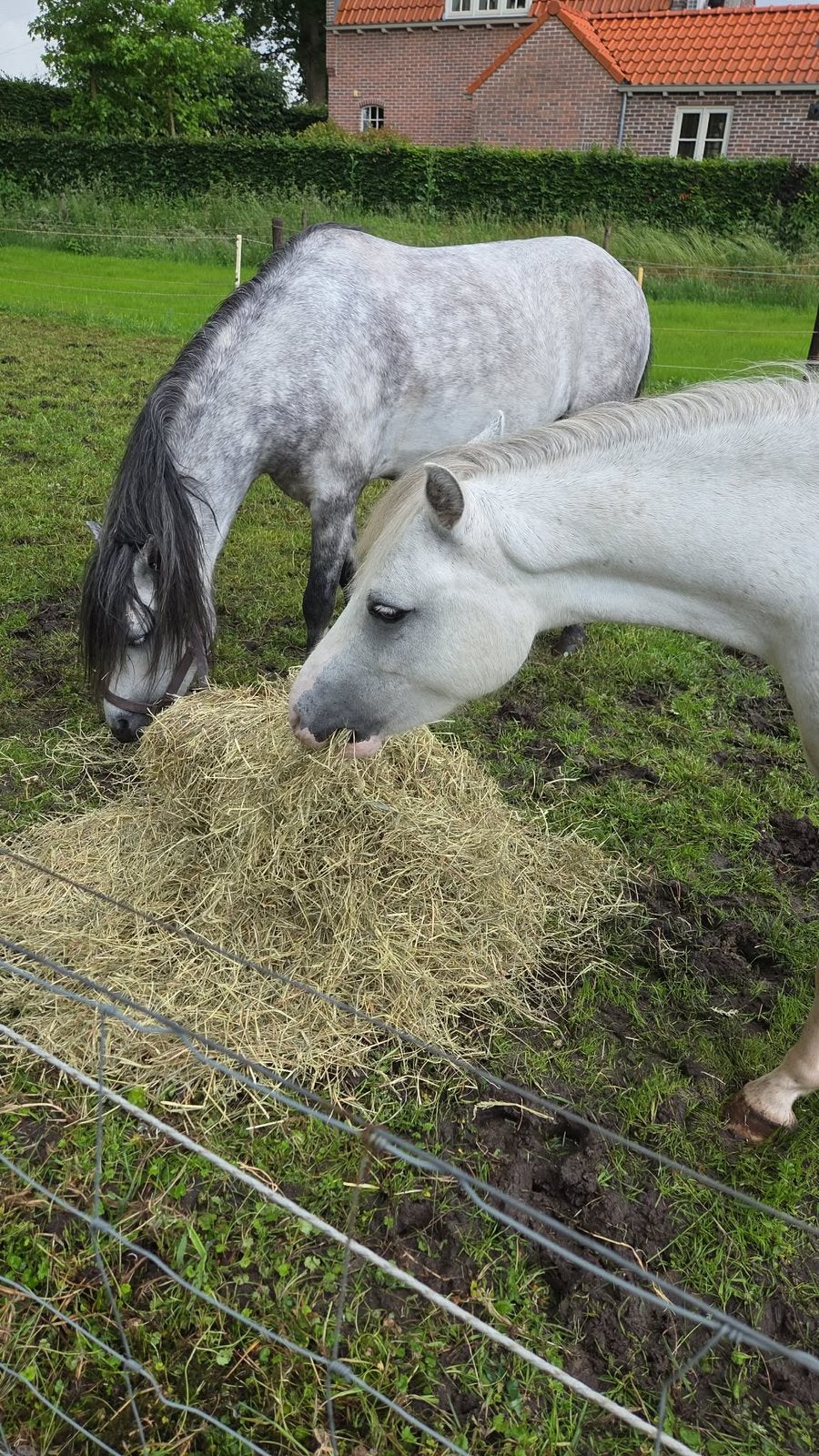 Bijrijder gezocht voor 2 ponys, Ophalen of Verzenden, Nieuw