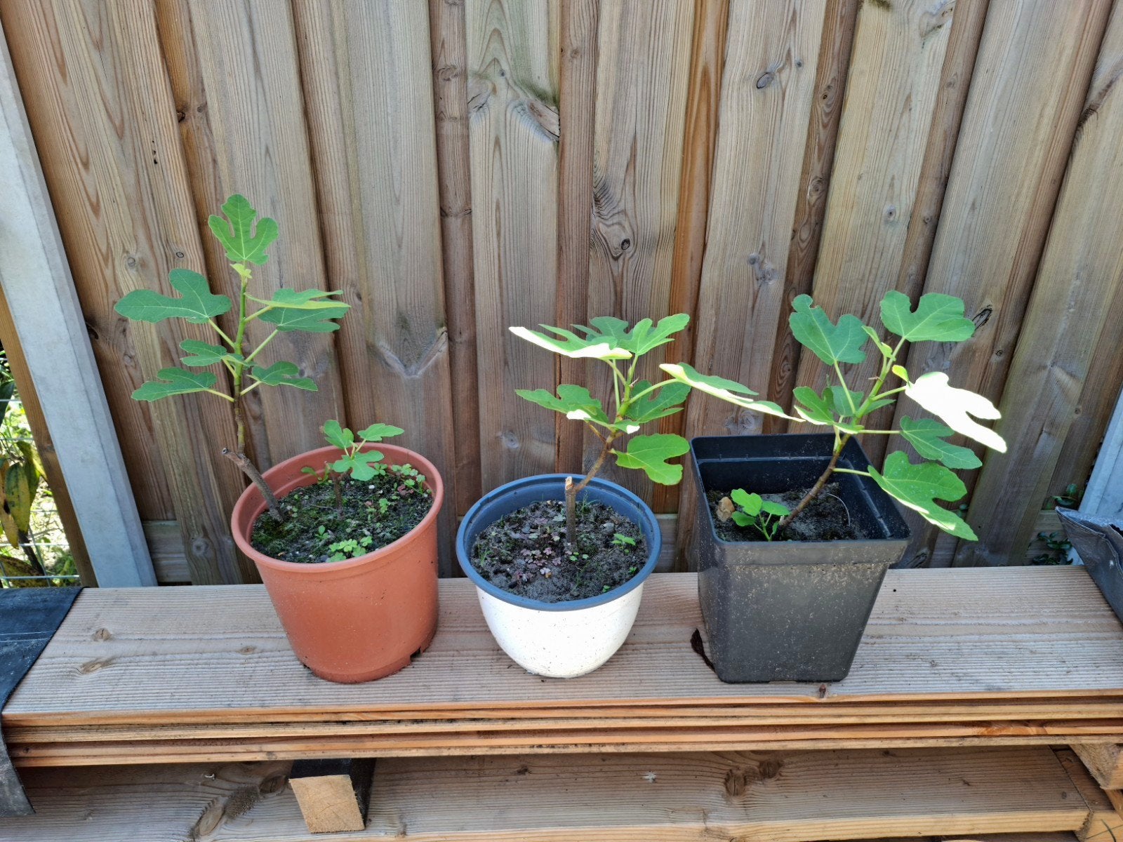 Vijgenboom, Tuin en Terras, Planten | Fruitbomen, Ophalen, Minder dan 100 cm, Volle zon, Vijgenboom