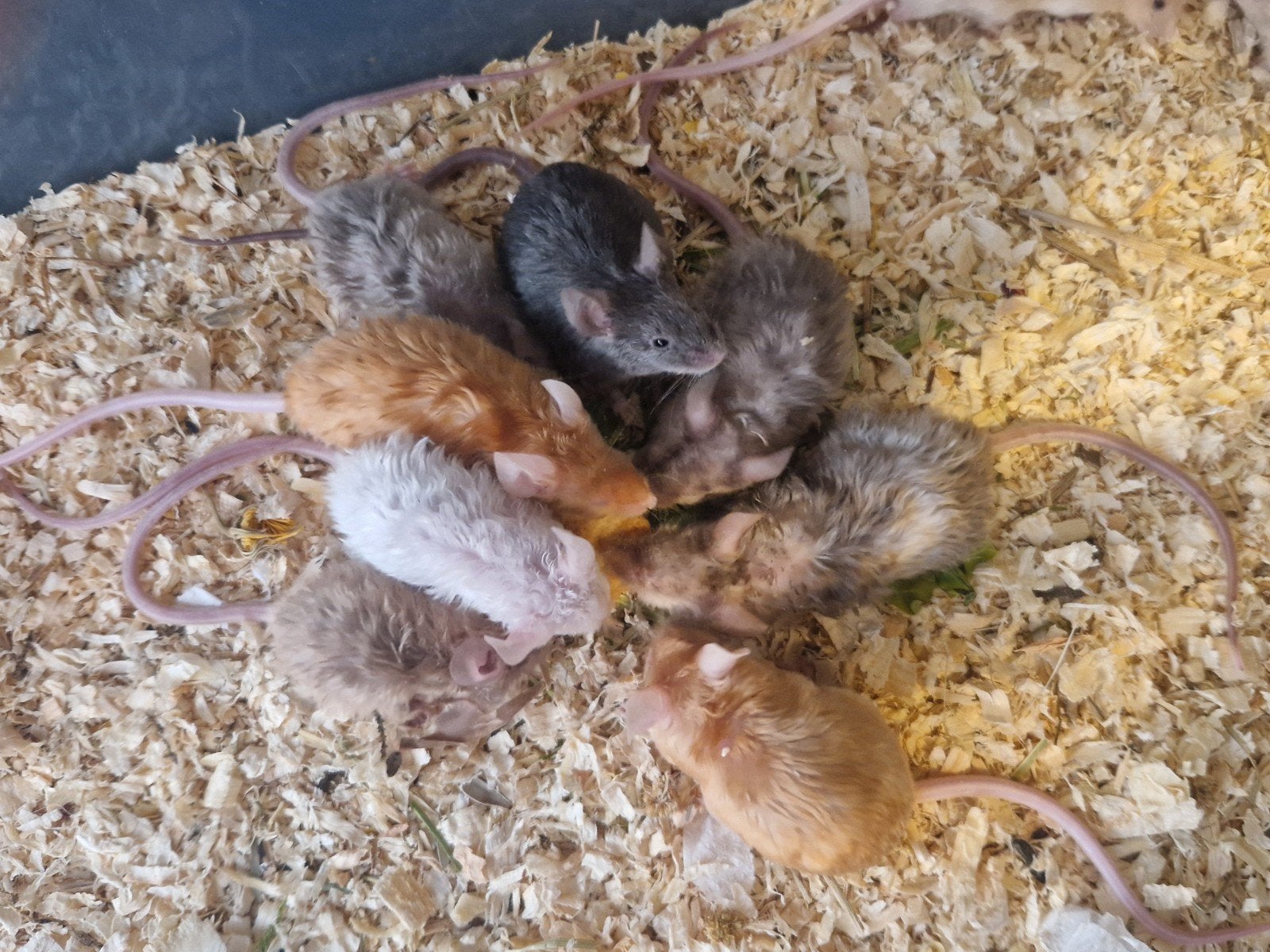 mannelijke kleurmuizen muis rex texels krul bont rood satijn, Juni, Muis, Mannelijk, Tam