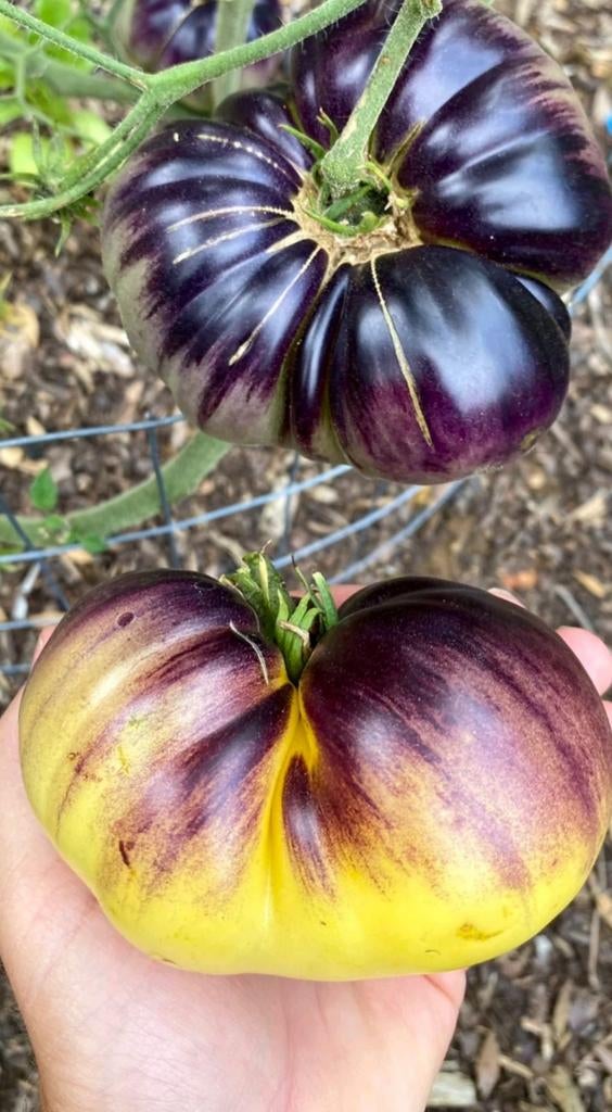 Moestuin zaden, Ophalen of Verzenden, Gehele jaar, Volle zon, Zaad