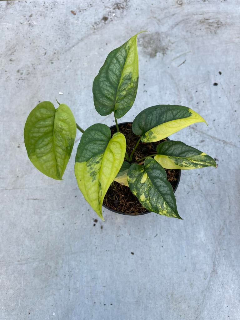 Monstera Siltepecana Variegata, Huis en Inrichting, Kamerplanten, Ophalen of Verzenden, Halfschaduw, Minder dan 100 cm