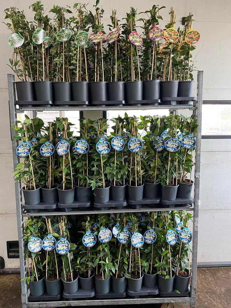 Toscaanse jasmijnen in diverse kleuren en maten, Ophalen, Volle zon, Vaste plant, Klimplanten