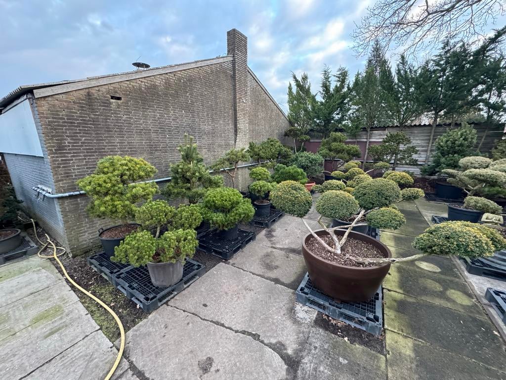 Vormsnoei bomen en tuinbonsai - Nobilis Ens. Zondag geopend, Bloeit niet, Overige soorten, 100 tot 250 cm, Ophalen