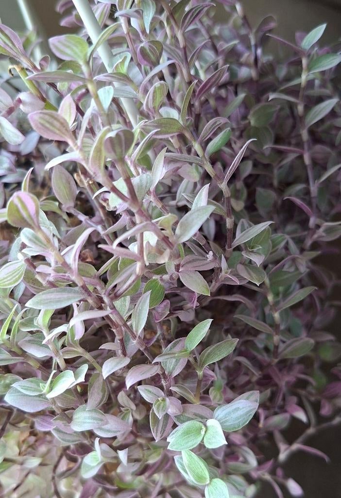 Callisia repens Pink, Ophalen of Verzenden, Halfschaduw, Minder dan 100 cm