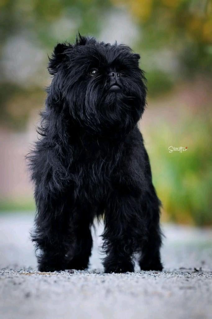 heeft iemand , of weet  een fokker voor een Affenpinscher, 15 weken tot 1 jaar, Overige rassen, Geslacht onbekend, Eén hond