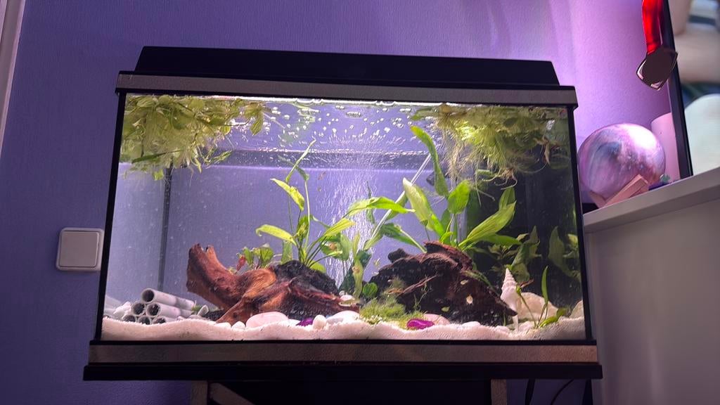 Aqaurium juwel, Vis
