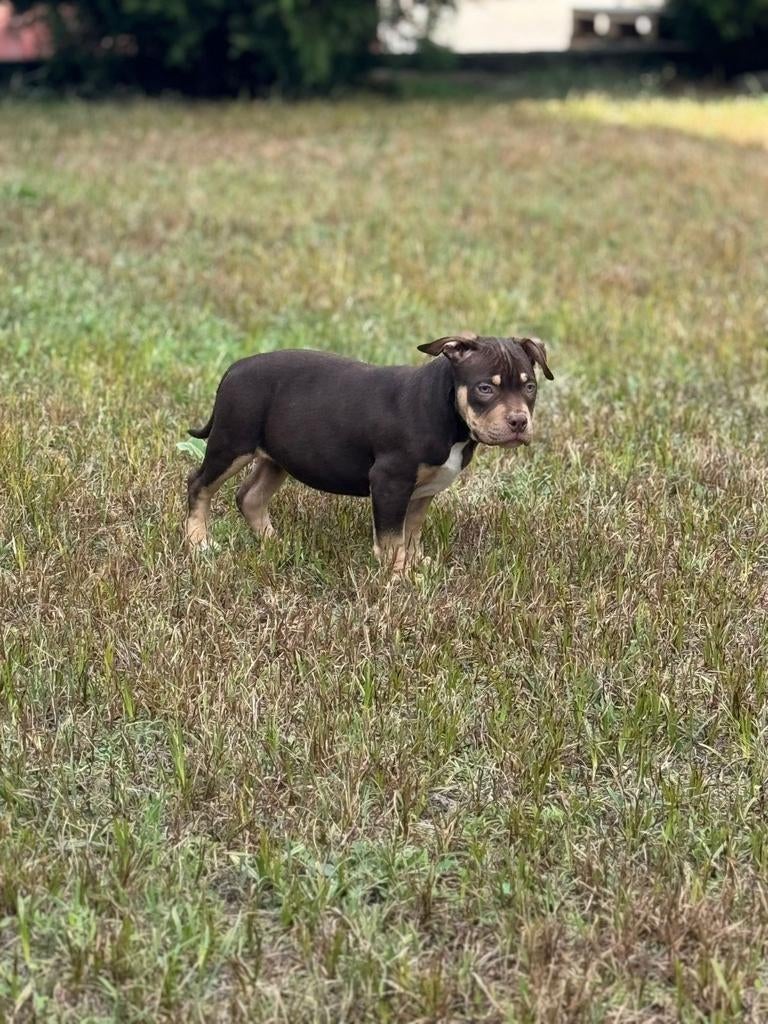 American Bully pocket puppies, Dieren en Toebehoren, Particulier, 8 tot 15 weken, Buitenland, Meerdere