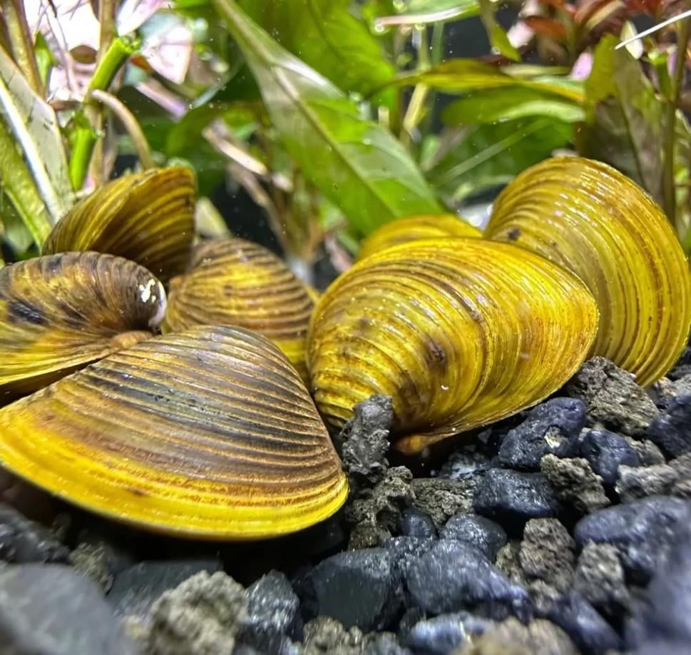 Yellow Clam 1 cm, Dieren en Toebehoren, Vissen | Aquariumvissen, Slak of Weekdier, Zoetwatervis