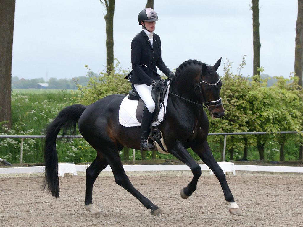 Aanboden wedstrijd, training, zadelmak maken, KI service, Diensten en Vakmensen, Dieren | Paarden | Verzorging, Oppas en Les, Verzorging of Verzorgpony's