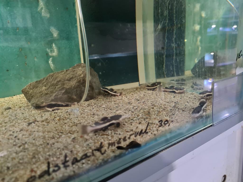 Roodstaartmeerval, rtc, Phractocephalus Hemioliopterus, Dieren en Toebehoren, Vissen | Aquariumvissen, Vis, Zoetwatervis