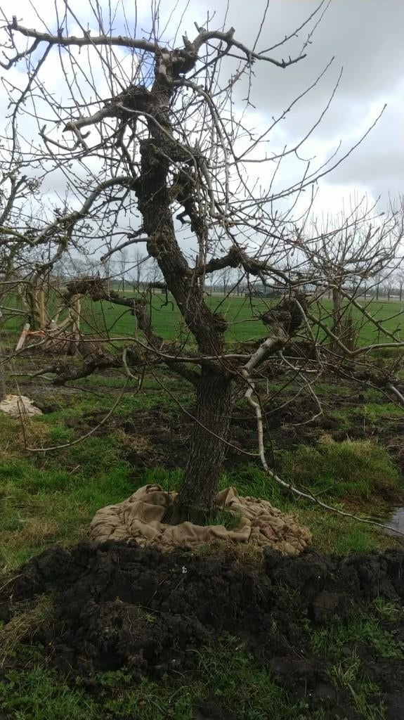 Triomphe de Vienne laagstam 35, Ophalen, 400 cm of meer, Appelboom, Lente