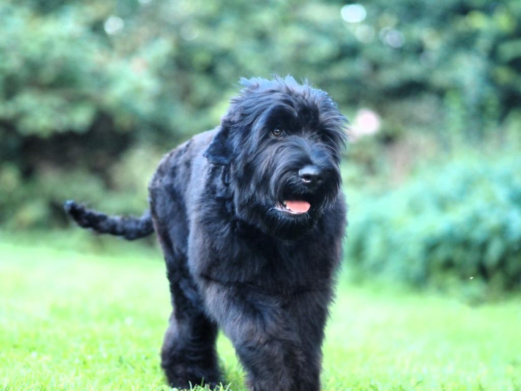 Zwarte russische terrier puppies, Particulier, 8 tot 15 weken, Buitenland, Parvo