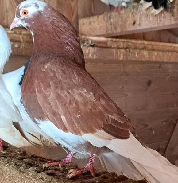 Sierduif doffer, Dieren en Toebehoren, Vogels | Duiven, Mannelijk, Kropper