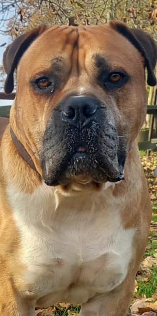 Boerboel stamboom molosser bull dekreu mastif, Reu, Parvo, Eén hond, 3 tot 5 jaar