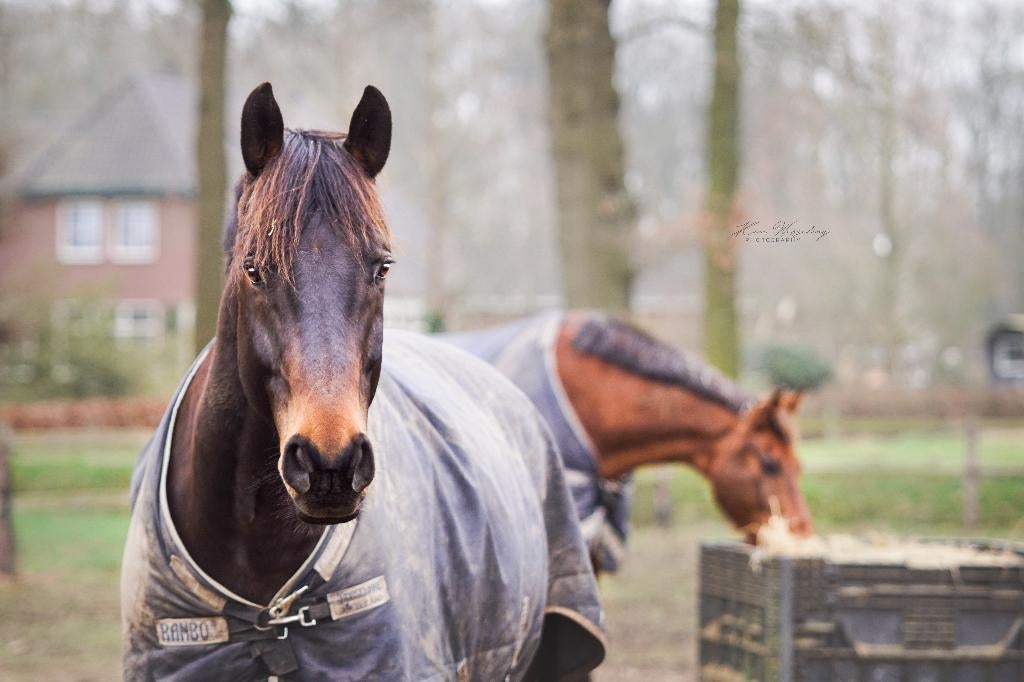 Gezocht: stalhulp voor de ZA ochtend en/of de ZO middag, Diensten en Vakmensen, Dieren | Paarden | Verzorging, Oppas en Les, Verzorging of Verzorgpony's