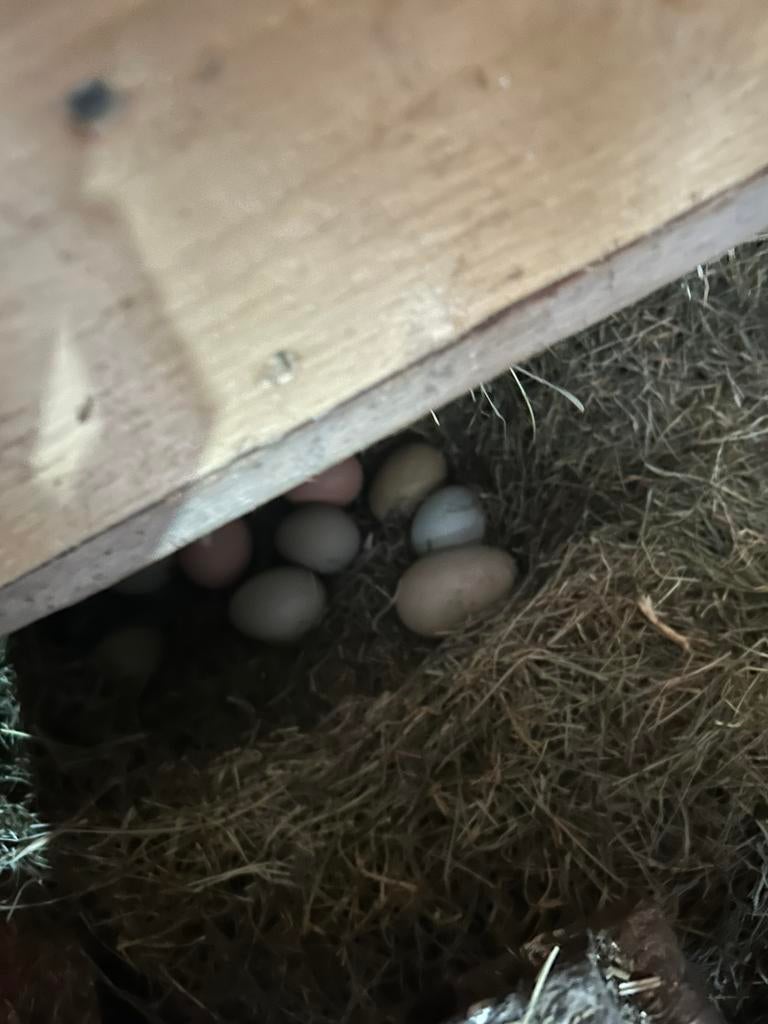 Kleurleggers eieren broedeieren, Geslacht onbekend, Kip