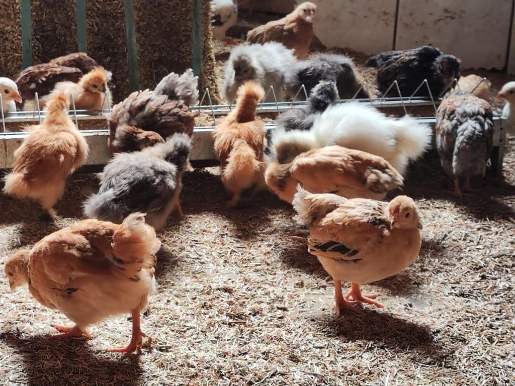 Wyandotte kriel hennen 2, 6 en 8 weken oud, Dieren en Toebehoren, Pluimvee, Vrouwelijk, Kip