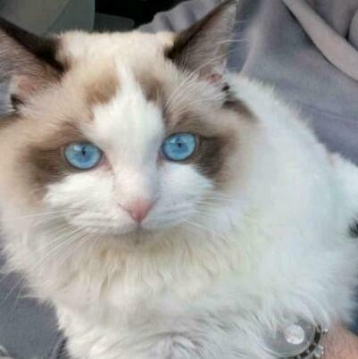 Foto 21 van Ragdoll DNA GETEST(dekkater)NIET TE KOOP