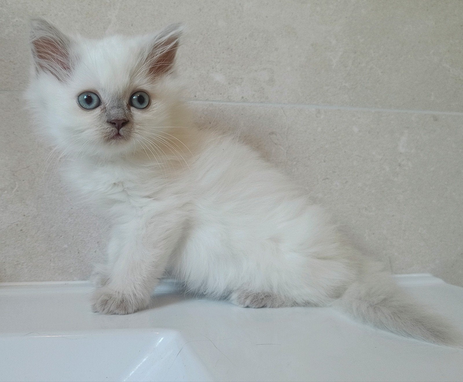 Lief lilac point Brits langhaar katertje, Dieren en Toebehoren, Kater, Ontwormd, 0 tot 2 jaar