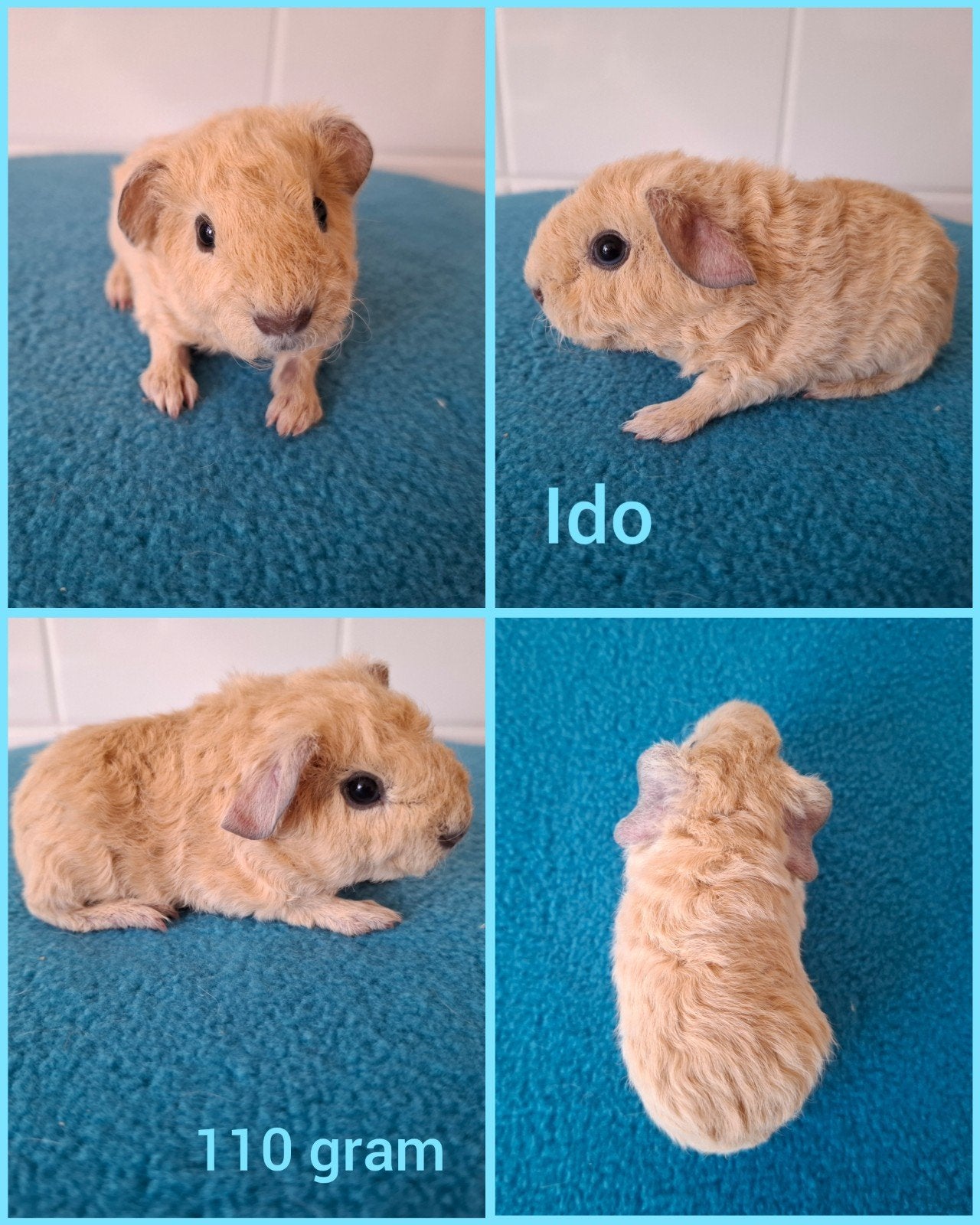 US teddy beertje crème Californian zwart, Ido, Dieren en Toebehoren, Knaagdieren, Juni, Mannelijk, Cavia