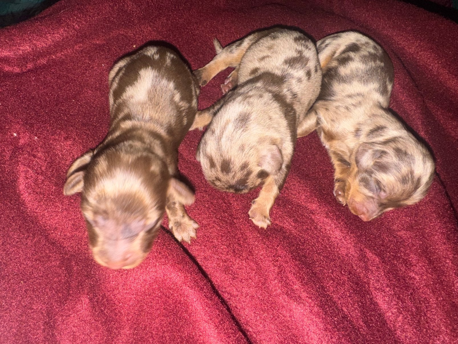 Super mooie teckel pups kaninchen., Dieren en Toebehoren, Kaninchen, 8 tot 15 weken, Korthaar, Meerdere