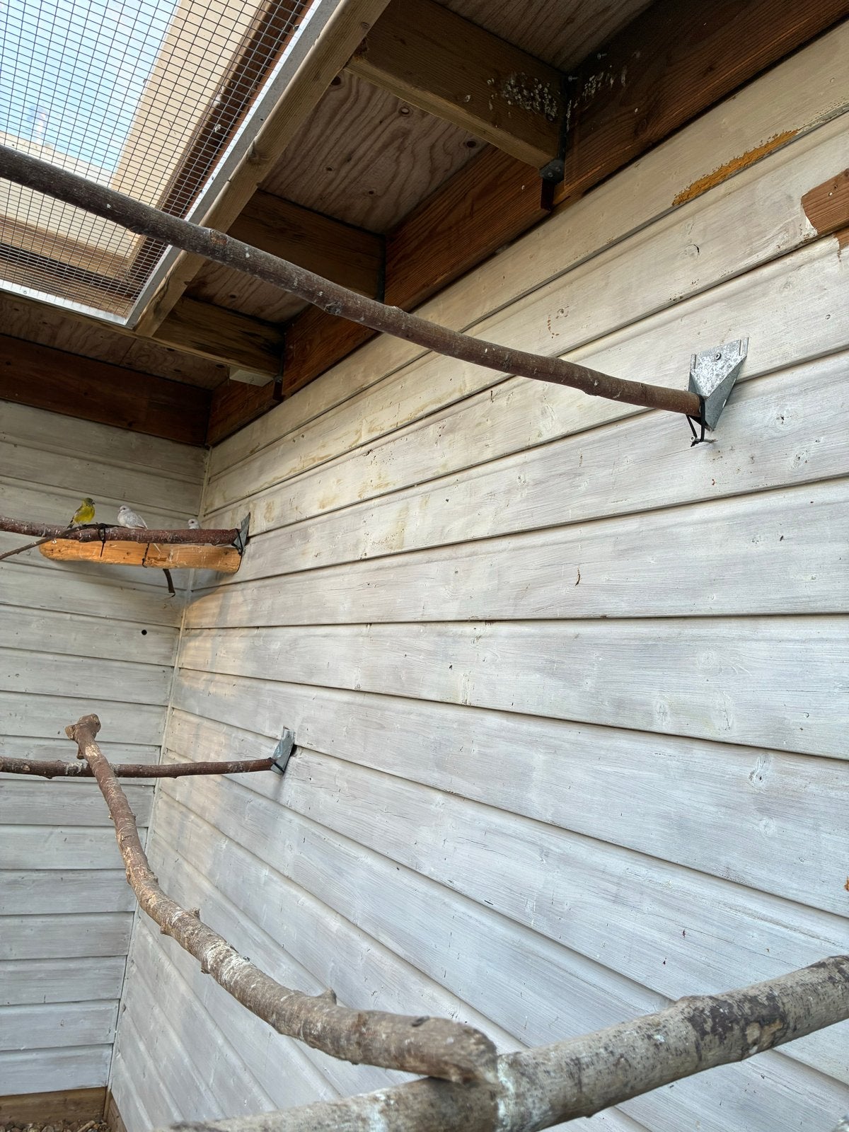 Te koop 2 diamantduifjes, Ophalen of Verzenden, Hout, Volière