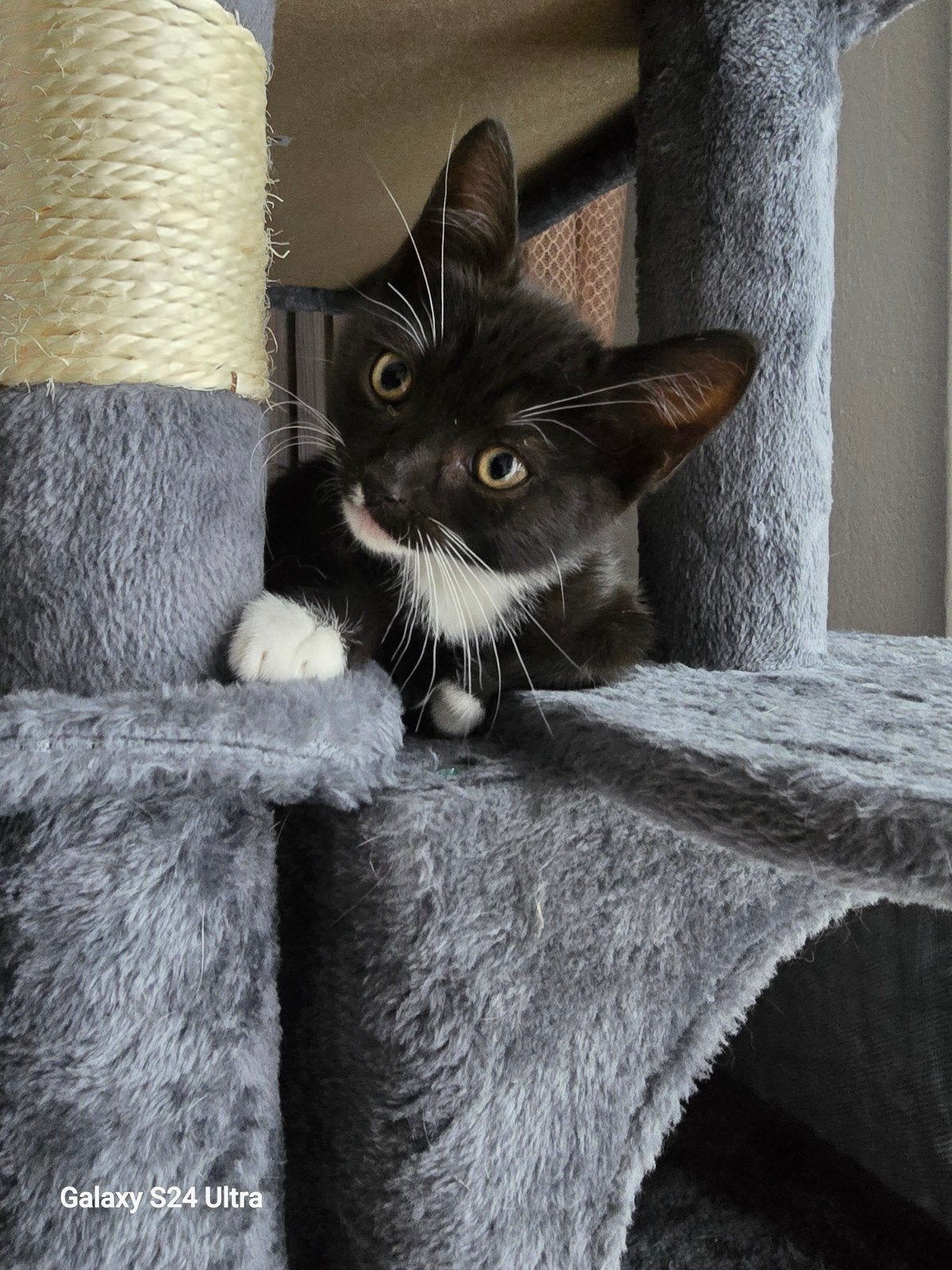 Ragdoll vrw, Poes