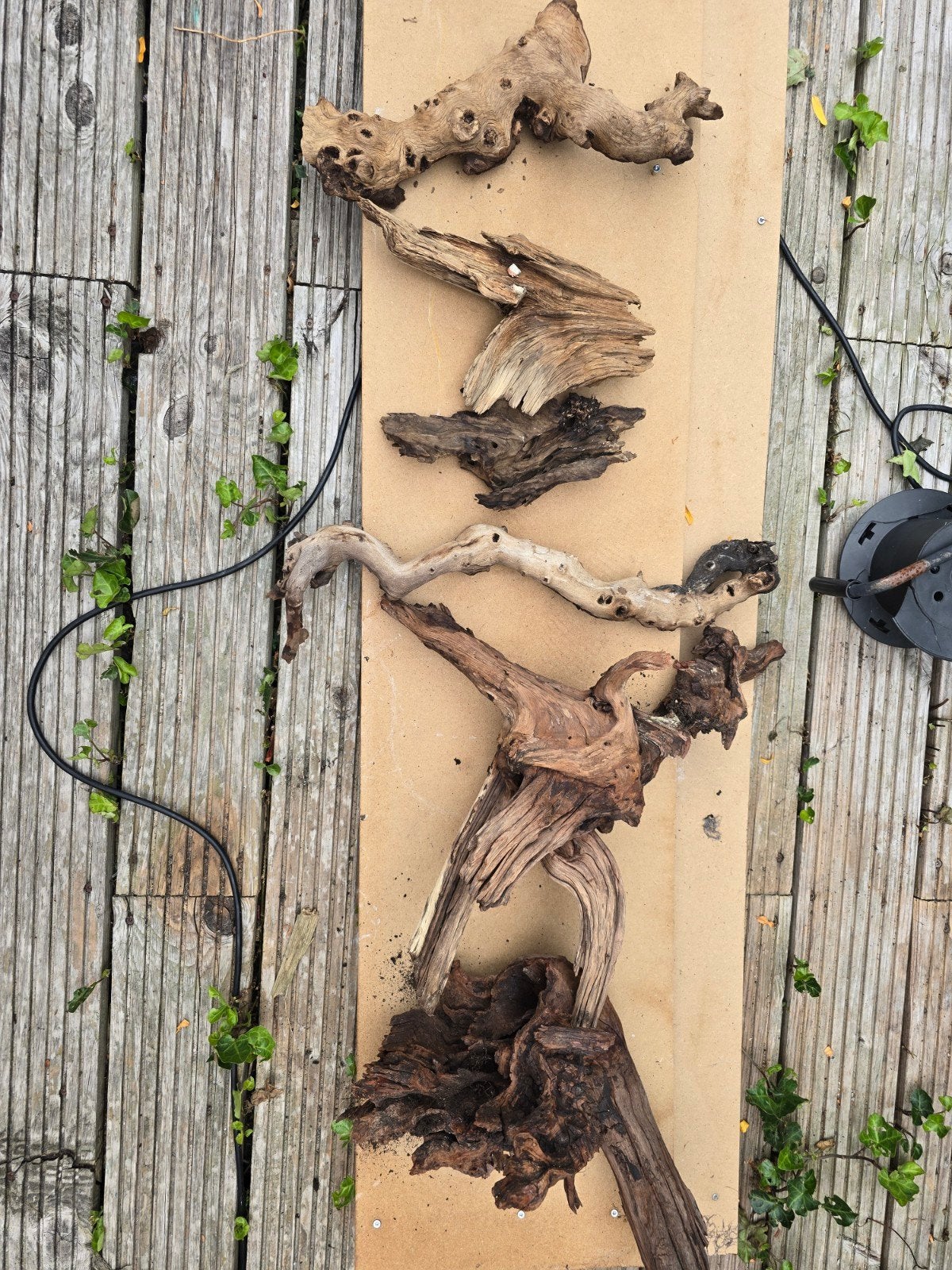 kienhout, Ophalen, Plant(en), Steen of Hout