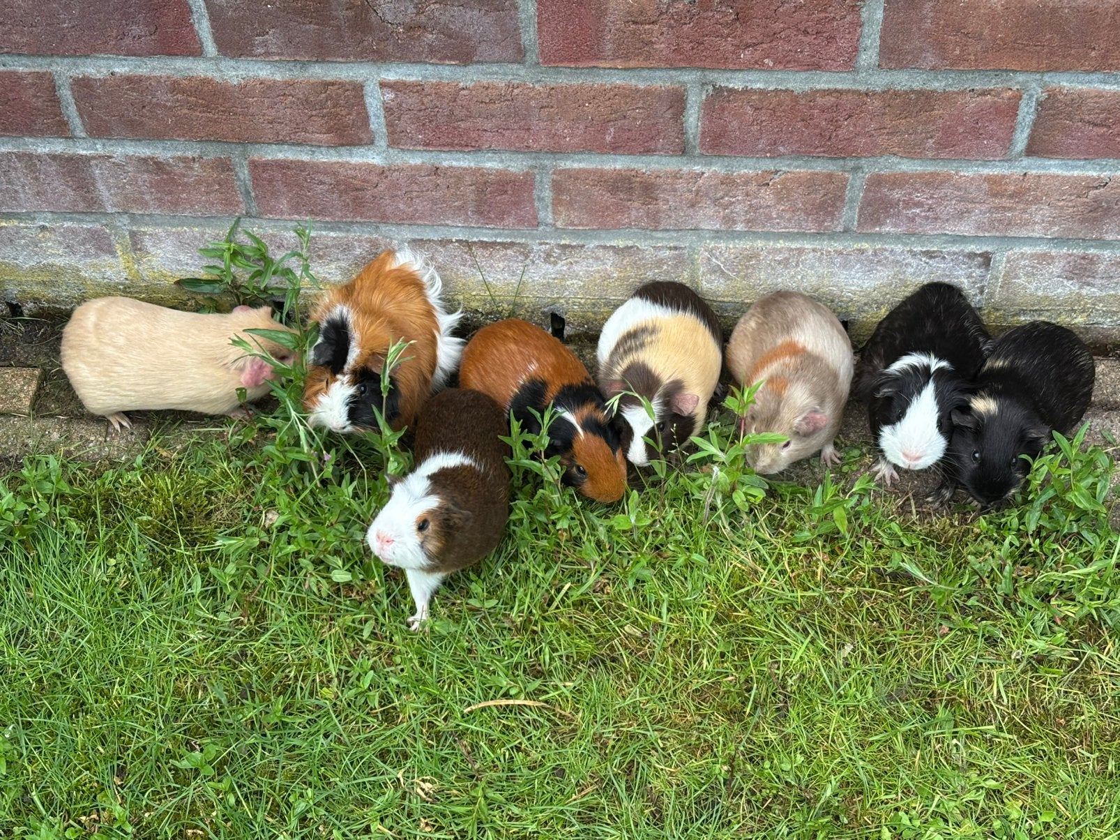 10 cavia’s, Dieren en Toebehoren, Knaagdieren, November, Mannelijk, Cavia