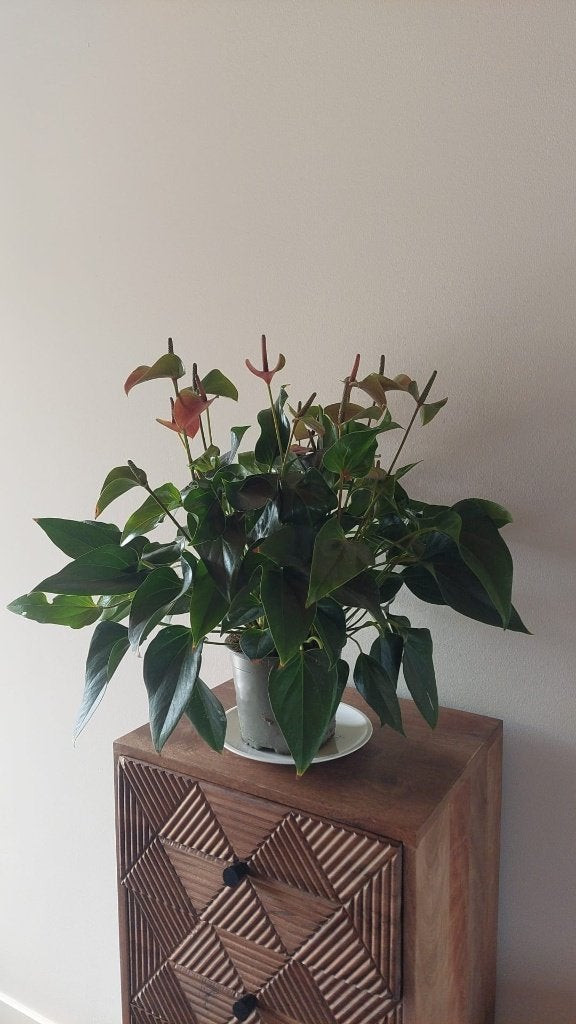 Anthurium - circa 55 cm hoog, Ophalen, Overige soorten, Halfschaduw, Minder dan 100 cm
