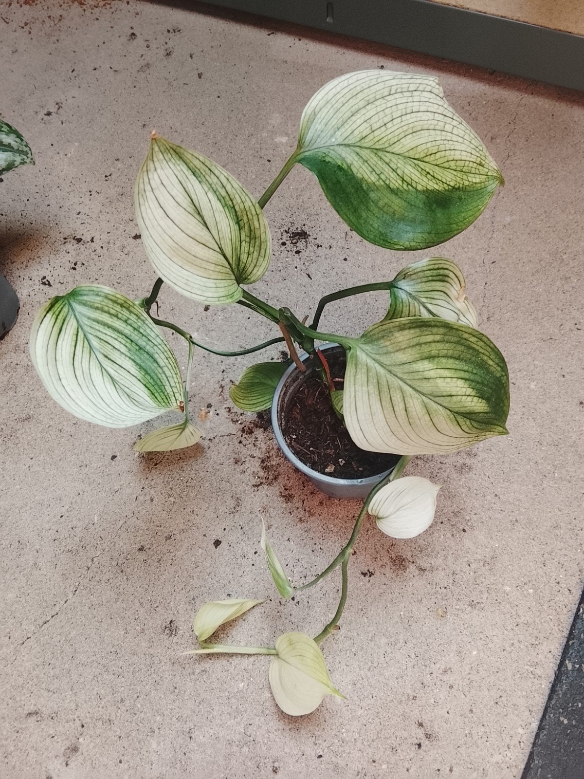 Scindapsus White Monster Variegata plant, Ophalen of Verzenden, Halfschaduw, Minder dan 100 cm