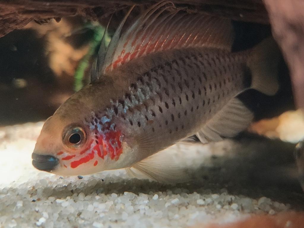 Apistogramma Eremnopyge koppel, Vis