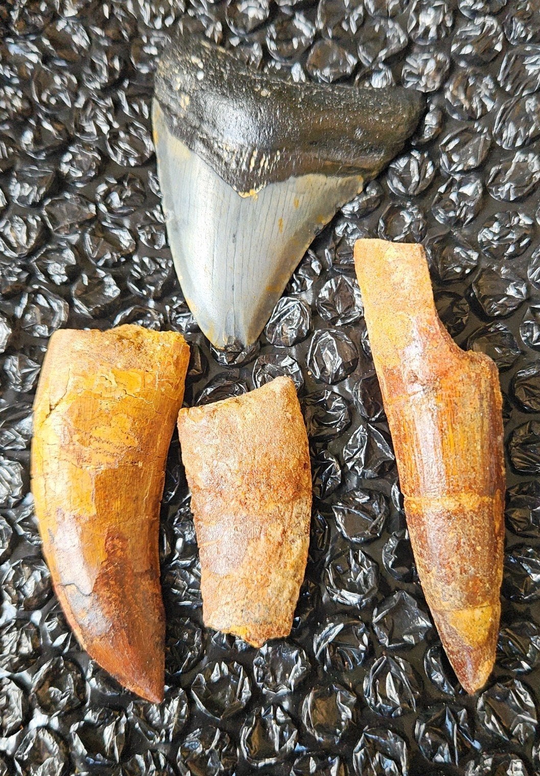 Fossielen, Ophalen of Verzenden, Fossiel