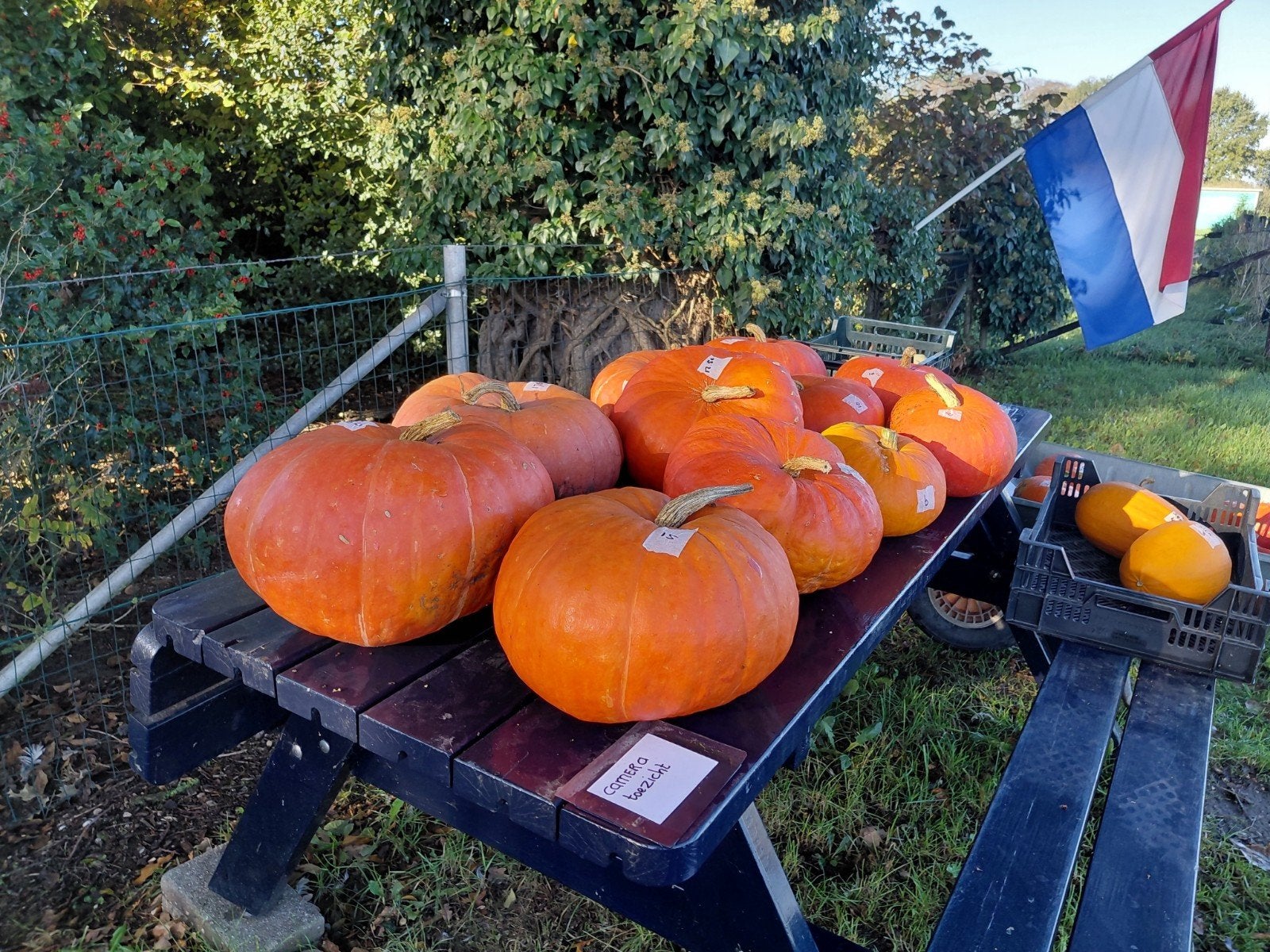 pompoenen onbespoten, Ophalen, Nieuw