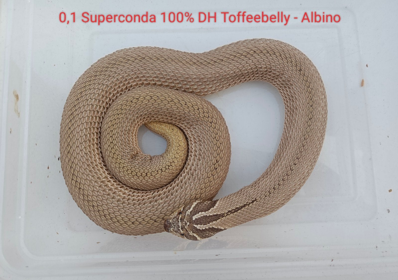 Haakneusslangen - Heterodon nasicus Hognose Snake photo 4