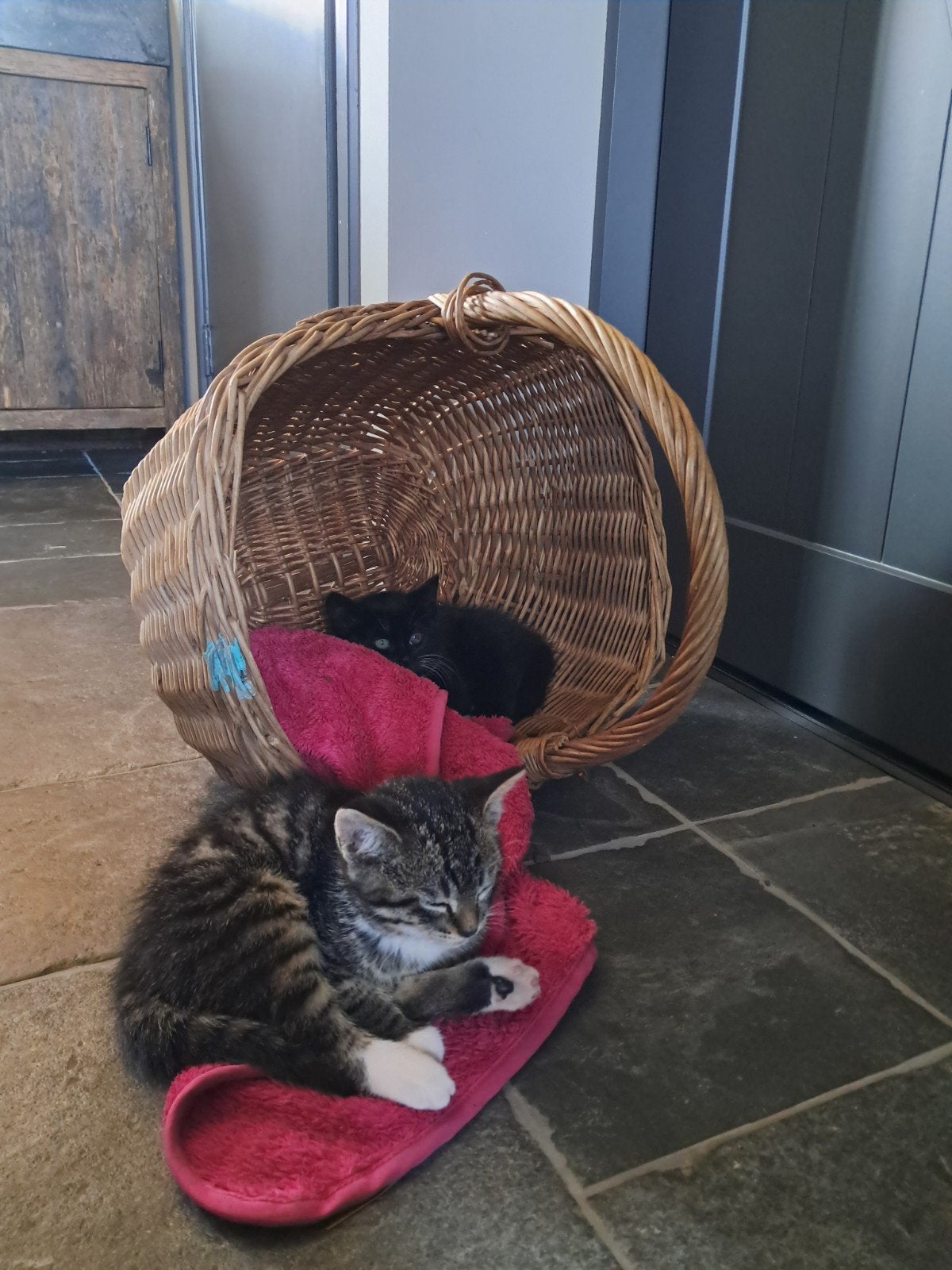 Nog 1 lieve kater boerderij kitten. tijgertje grijs/wit, Dieren en Toebehoren, Kater, 0 tot 2 jaar