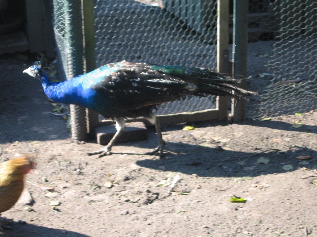 Pauwen, Dieren en Toebehoren, Meerdere dieren, Overige soorten