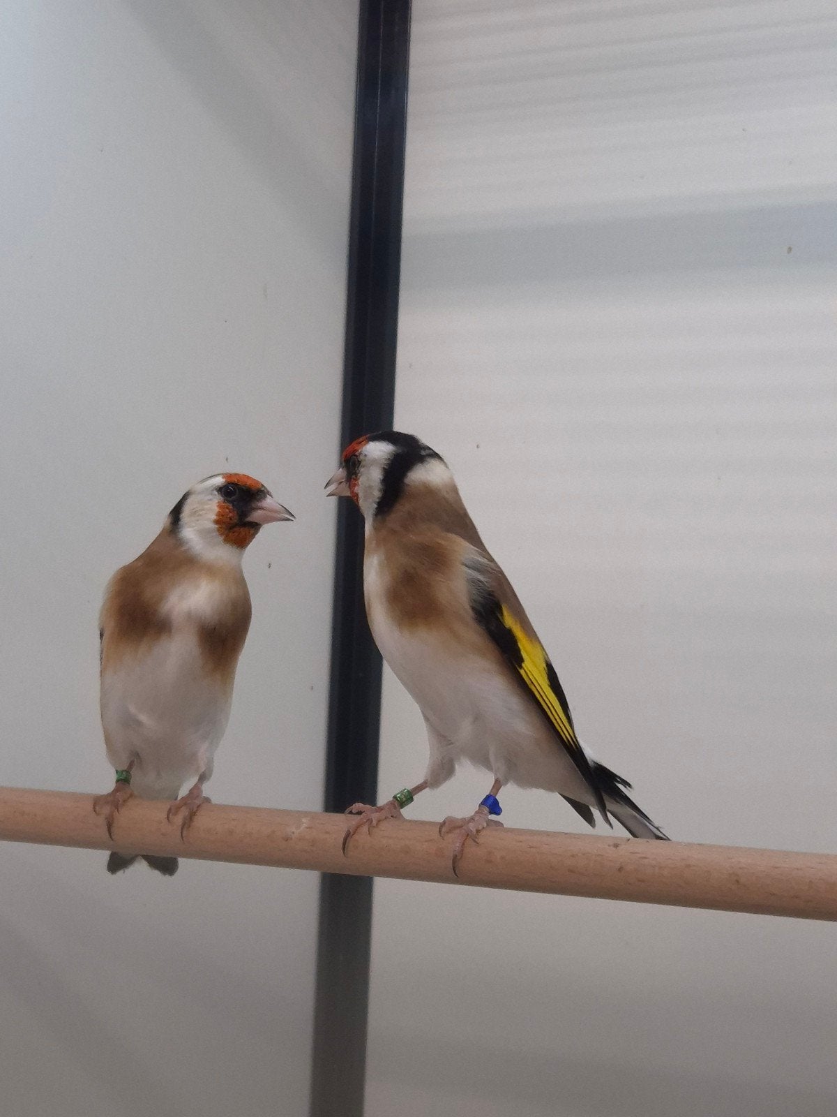3-3 Major putters, Meerdere dieren, Wildzangvogel, Geringd