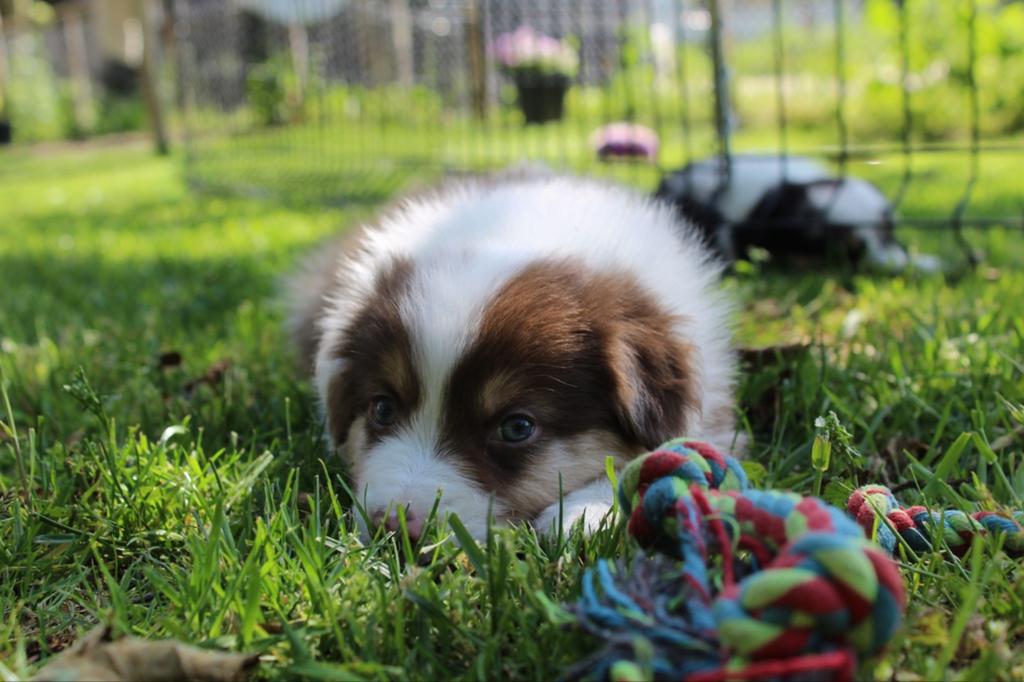 Australian shepherd pups beschikbaar, Dieren en Toebehoren, Honden | Herdershonden en Veedrijvers, Reu, Meerdere, Herder, Nederland