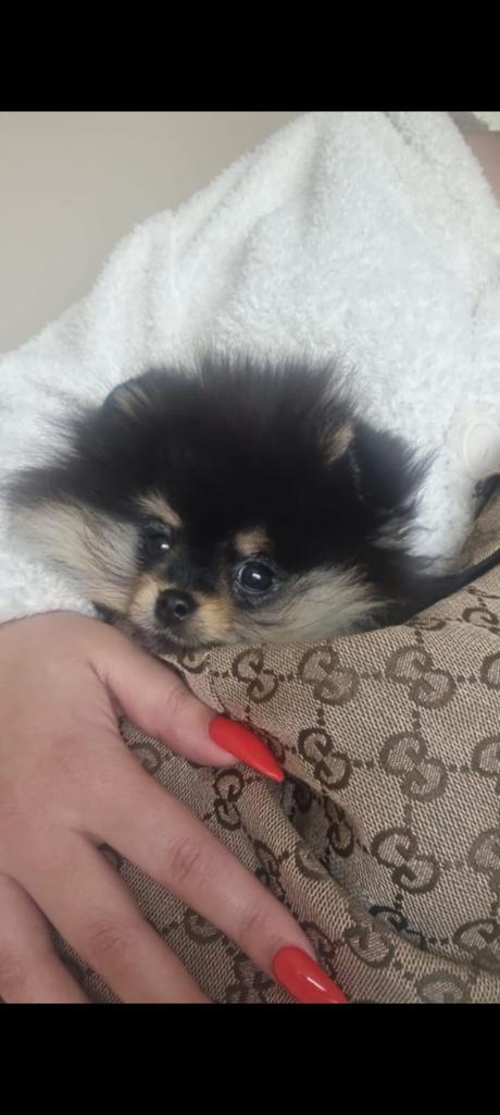 pomeriaan puppy mini teefje black and tan bearface, Dieren en Toebehoren, Particulier, Keeshond, 15 weken tot 1 jaar, Buitenland