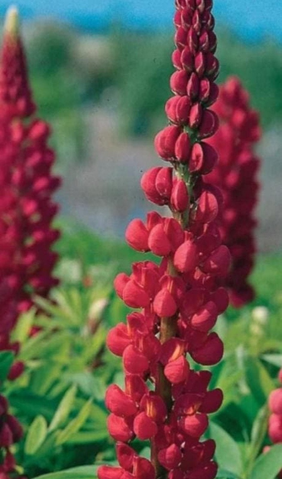 Lupinus 'Red Shades' - Vaste plant in 2 liter pot, Tuin en Terras, Overige soorten, Volle zon, Vaste plant, Ophalen of Verzenden