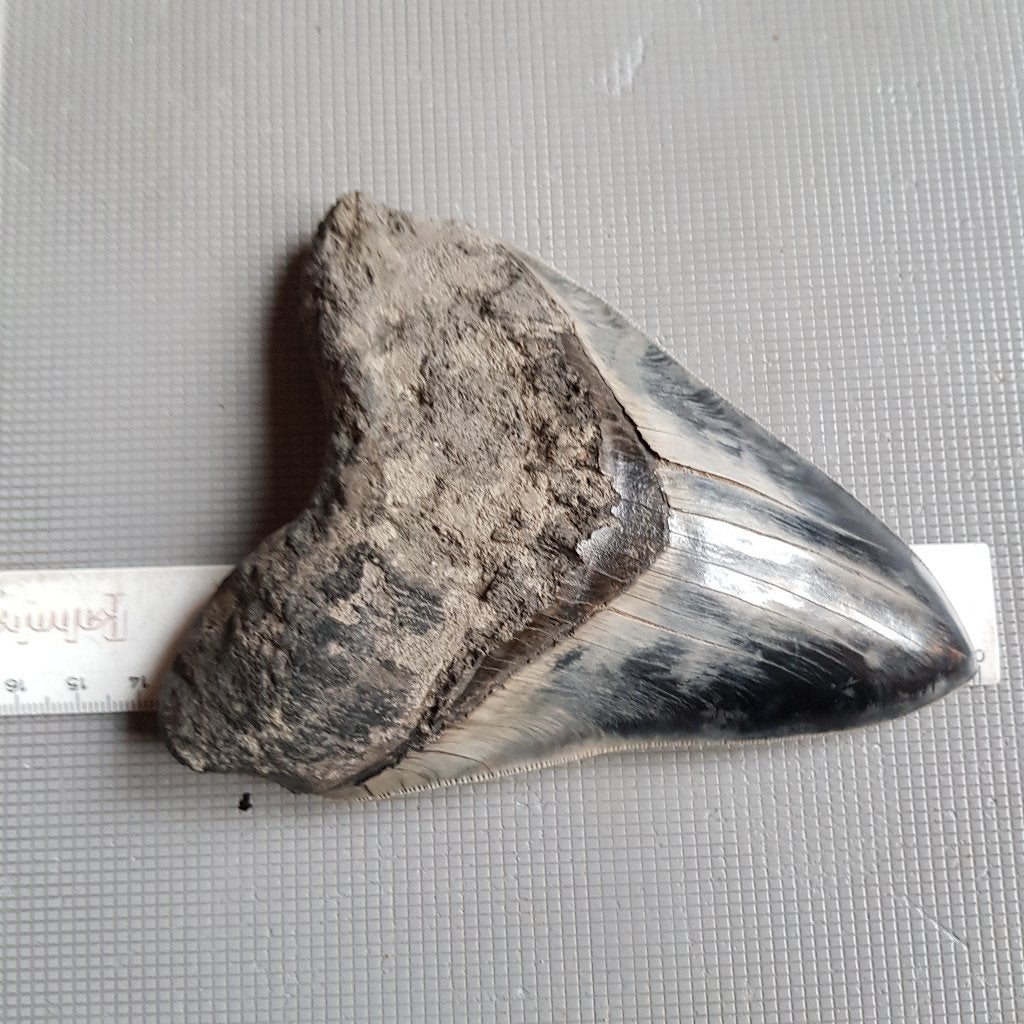 Haaientand, Megalodon, Otodus megalodon, Ophalen of Verzenden, Fossiel