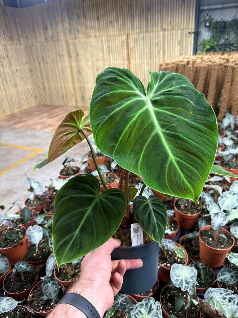 Philodendron El Choco Red - Zeldzame Kamerplant - Pot 17cm, Huis en Inrichting, Kamerplanten, Ophalen of Verzenden