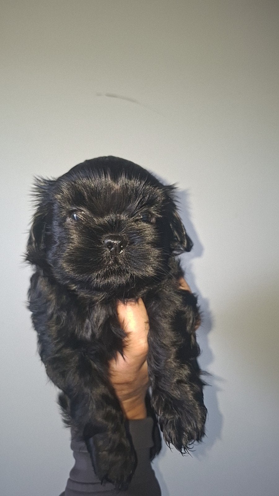 shih tzu pups (mogen over 2 week weg), Parvo, 8 tot 15 weken, Meerdere, Nederland