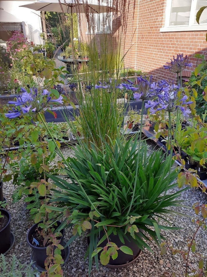 Agapanthus, Afrikaanse lelie, Ophalen, Overige soorten, Volle zon