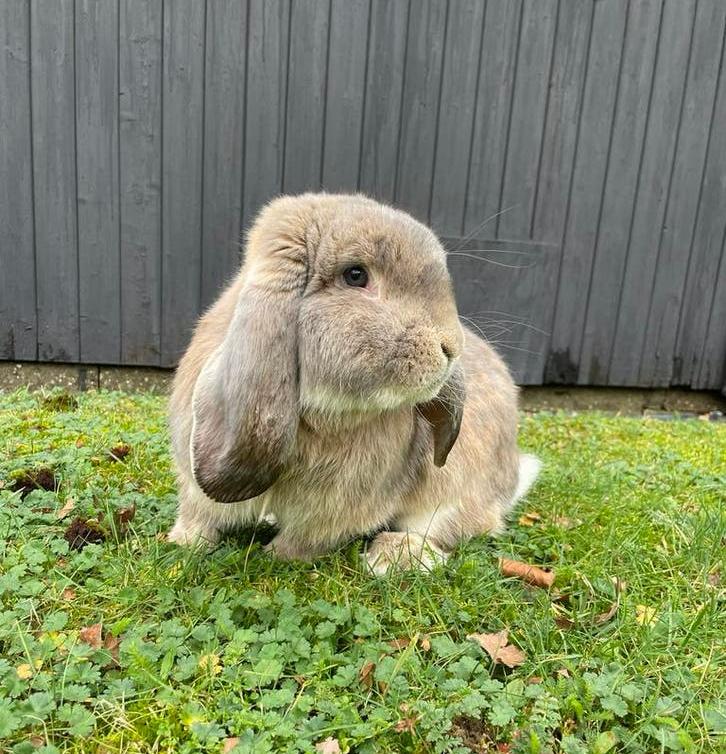 Lieve franse hangoor ram, gevaccineerd, Dieren en Toebehoren, Konijnen, Mannelijk, Groot, Hangoor, 0 tot 2 jaar